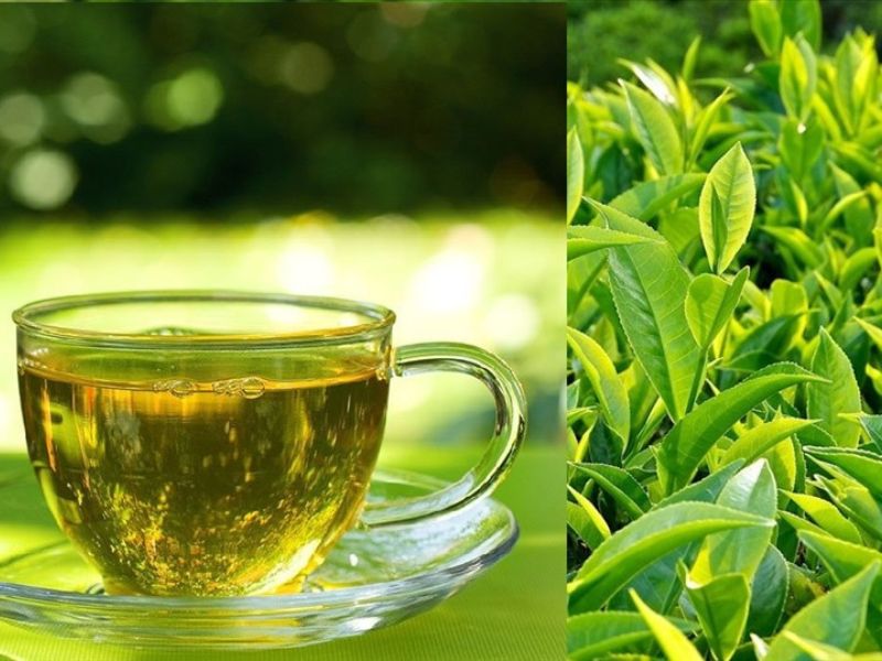 Uống nước trà xanh giúp ngăn ngừa vi khuẩn gây mùi trong khoang miệng