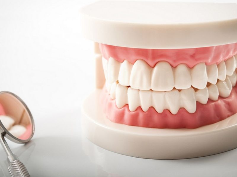 Các răng nằm sát nhau tạo thành đường cong theo mặt phẳng nằm ngang được gọi là cung răng
