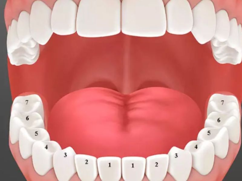 Cung răng thường có hàm trên lớn hơn hàm dưới