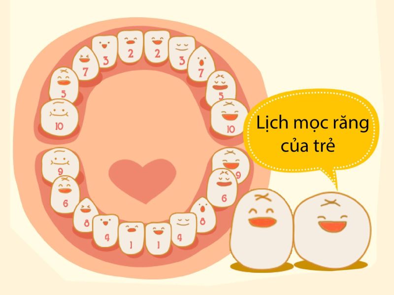 Giai đoạn mọc răng sữa của trẻ sẽ kéo dài từ tháng tuổi thứ 6 - 33